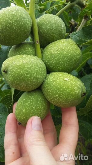 Грецкий орех