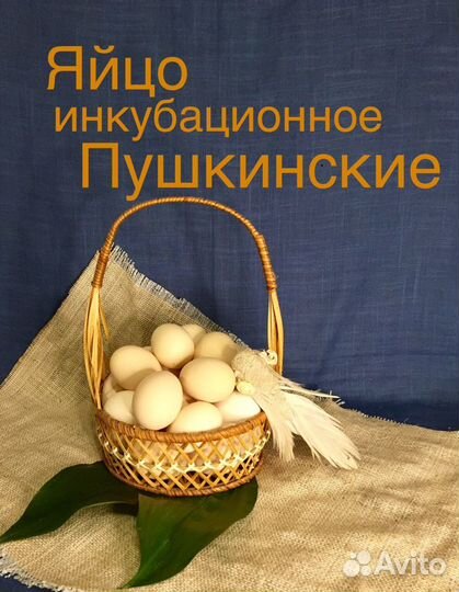 Пушкинские яйца купить