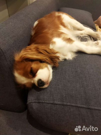 Передержка собак (с 1 по 22сентября я в отпуске)