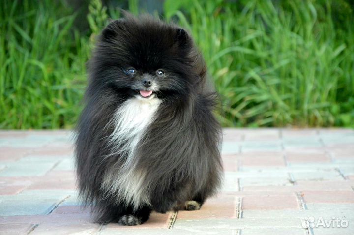 Шикарный мальчик мини