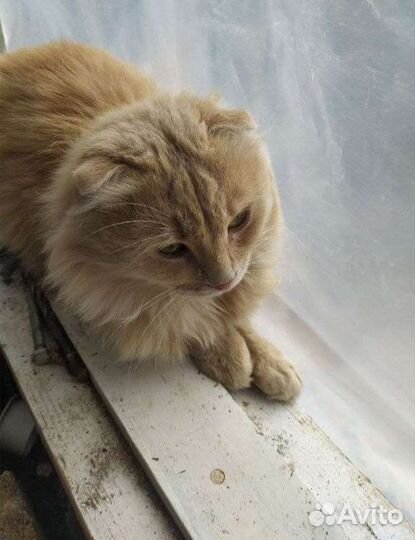 Котики оттуда