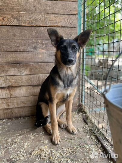 Немецкая овчарка метис в дар щенок