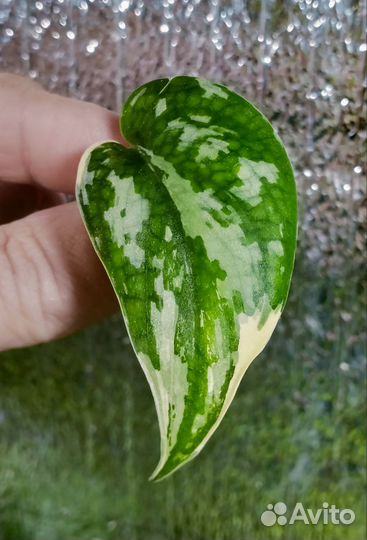 Сциндапсус Майяри