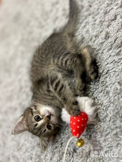 Кошки в добрые руки бесплатно