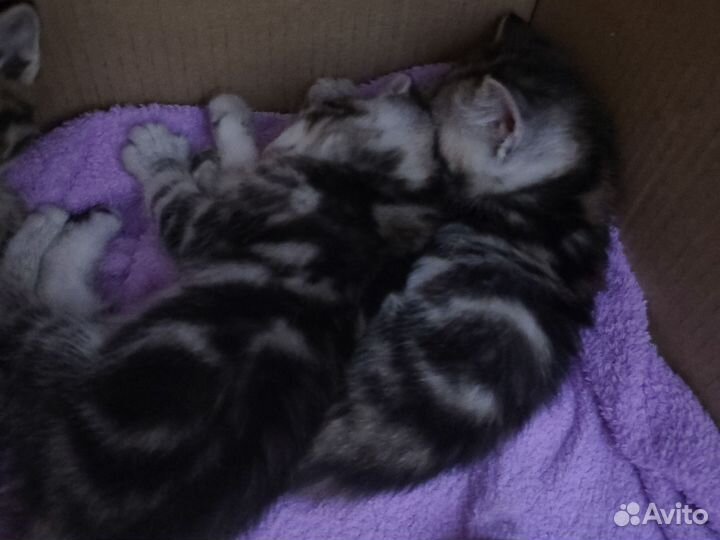 Котята