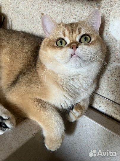 Кот золотая шиншилла для вязки