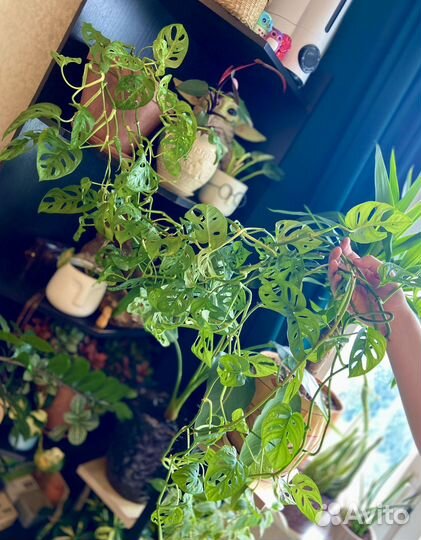 Черенки Монстеры Манки Маск (Адансона)