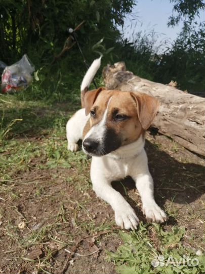 Вязка джек рассел терьер