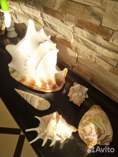 Морские ракушки раковины