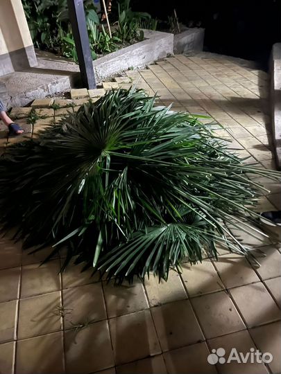 Пальмочка для Софии