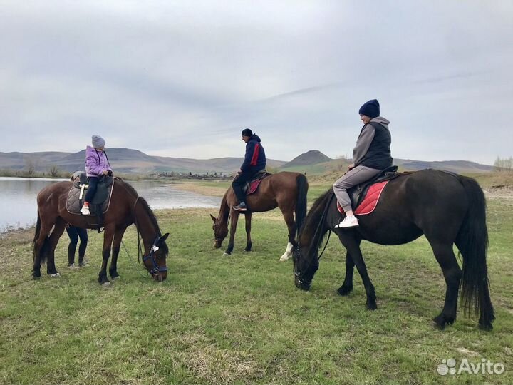 Прогулки на лошадях /Лошади для Фотосессии