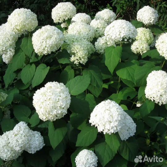 Гортензия