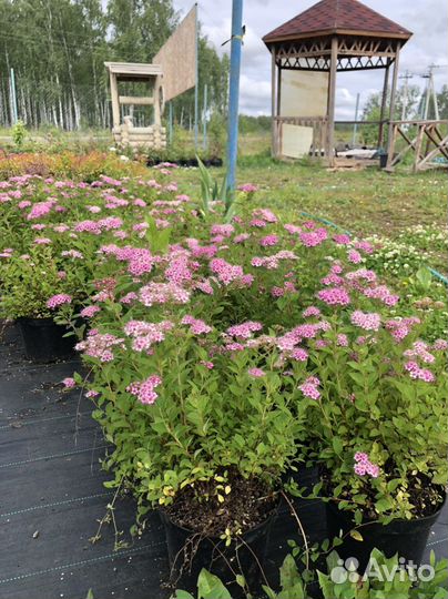 Питмоник растений