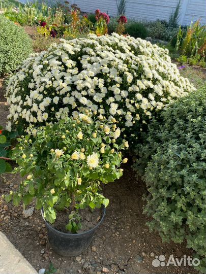 Дубочки шарообразные