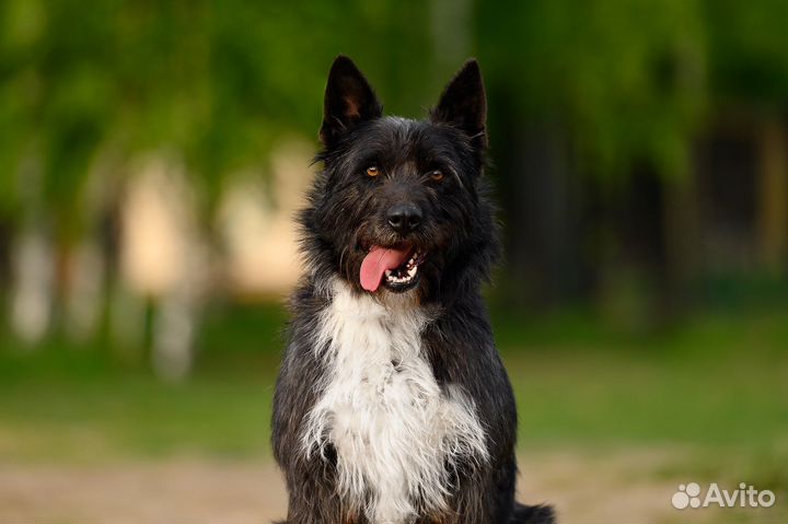 Собака в добрые руки