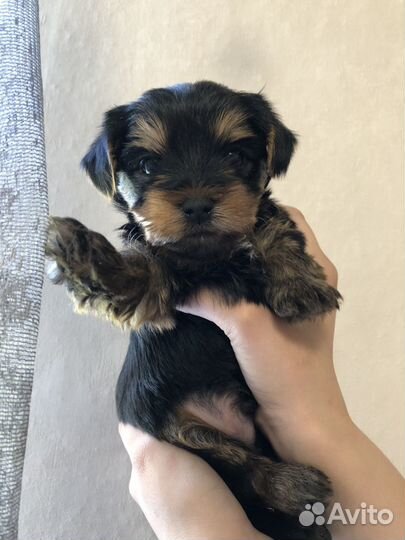 Йоркширский терьер