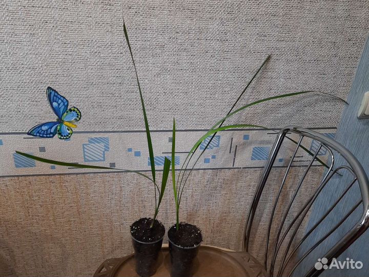 Саженцы финиковой пальмы