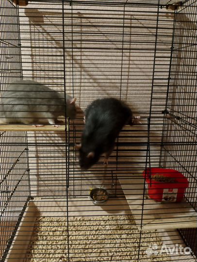 Лёлик и Болик(с клеткой)