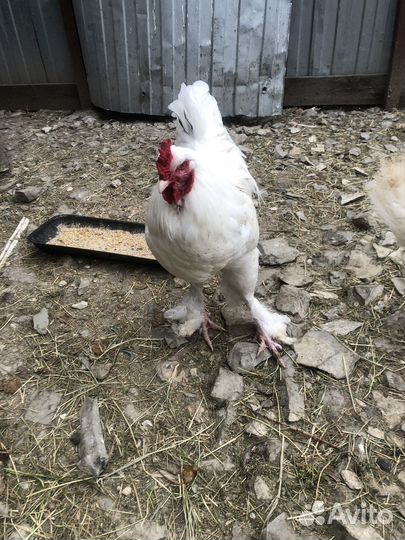 Петух брама