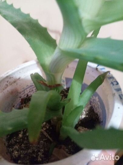 Алоэ 2хлетние