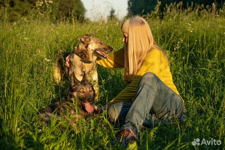 Метис вео, очень обаятельная собака в дар