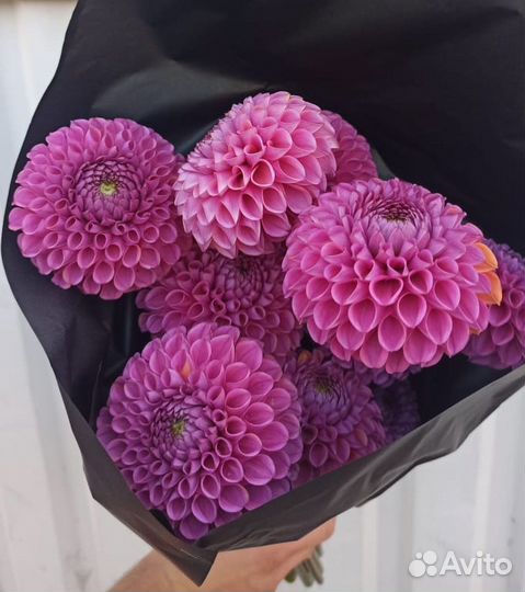 Георгина Изабель