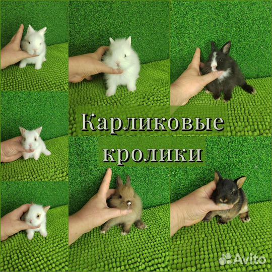 Кроли/Август-Сентябрь/Мини