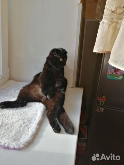 Черный кот вислоухий