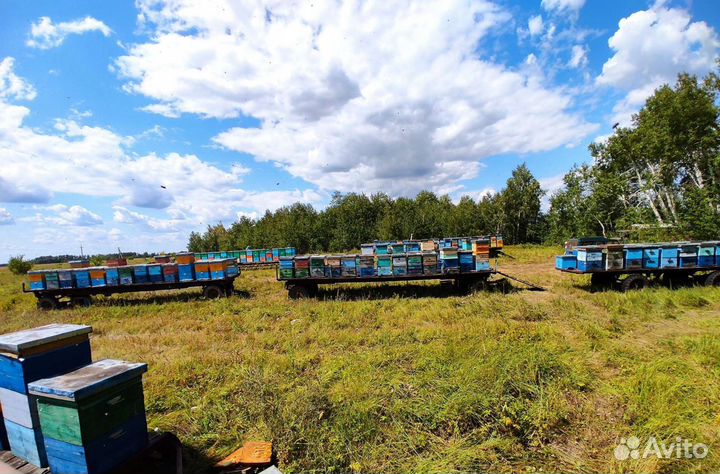 Мёд липовый 2023