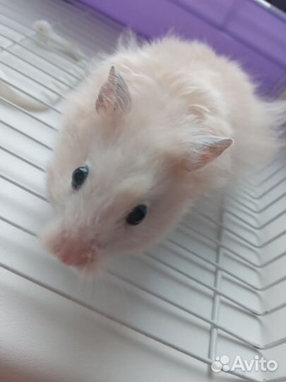 Хомяк с доп вещами