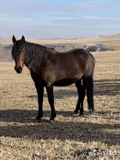 Продается жеребец карачаевской породы