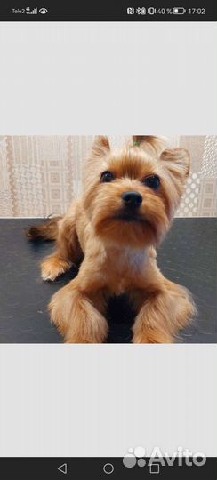 Йоркширский терьер вязка мальчик