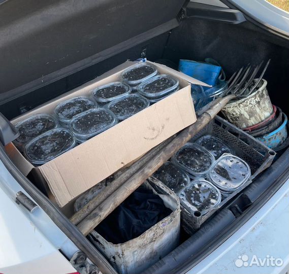 Черви зеленые