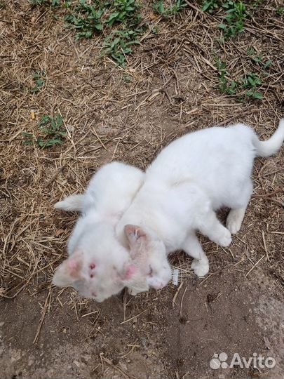 Белые ласковые братики выброшены на улицу