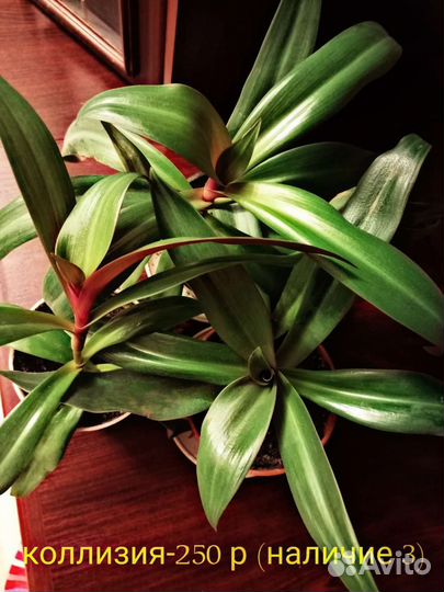 Комнатные растения