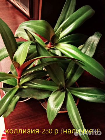 Комнатные растения