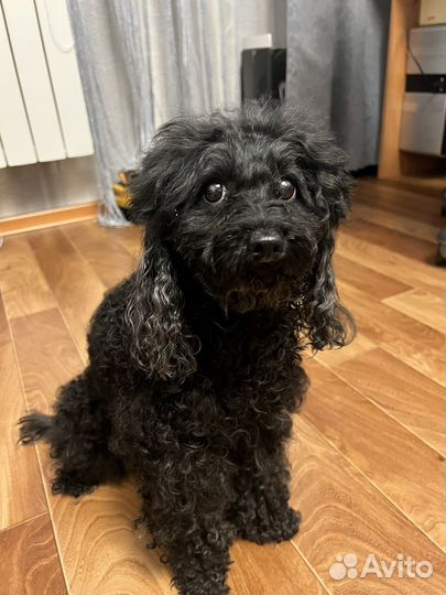 Найдена собака