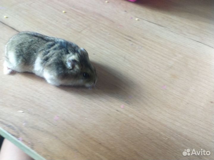 Джунгарский хомяк