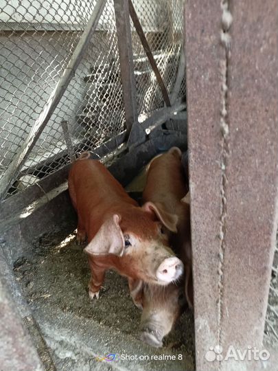 Поросята породы дюрок