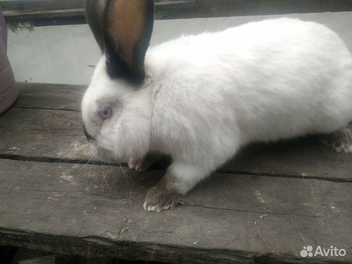 Кролики Белый Панон и гибриды