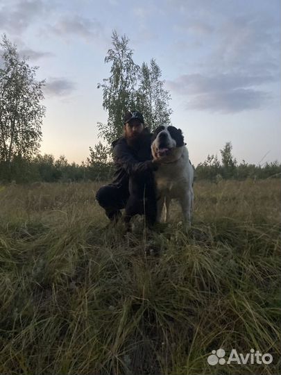 Вязка сао среднеазиатская овчарка алабай