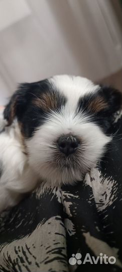 Йорк мальчик