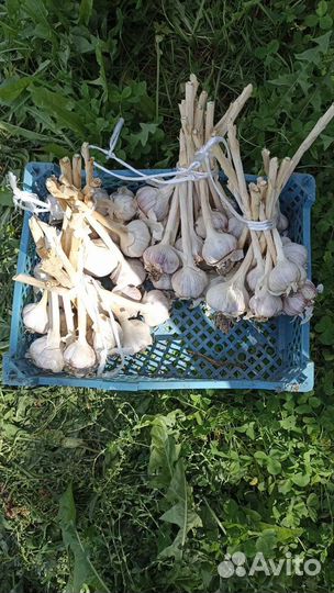 Чеснок