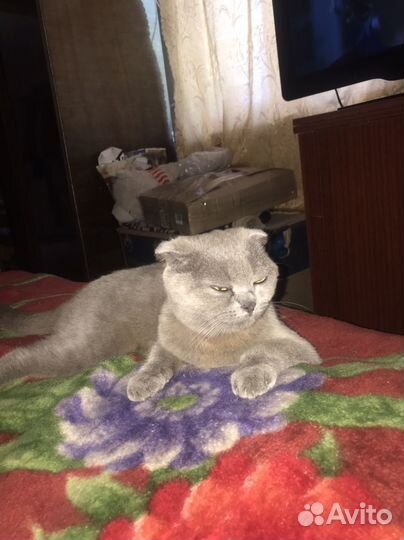 Вислоухая кошечка ищет любящих хозяев