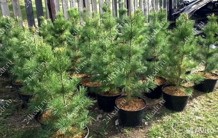 Сибирский кедр экстра класс. Саженцы