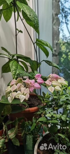 Клеродендрум томпсон