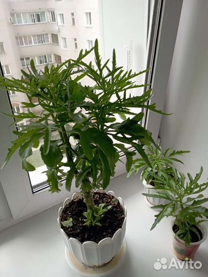 Комнатный цветок Оленьи рога