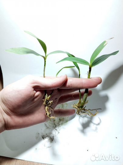 Папоротники, суккуленты и Хедера