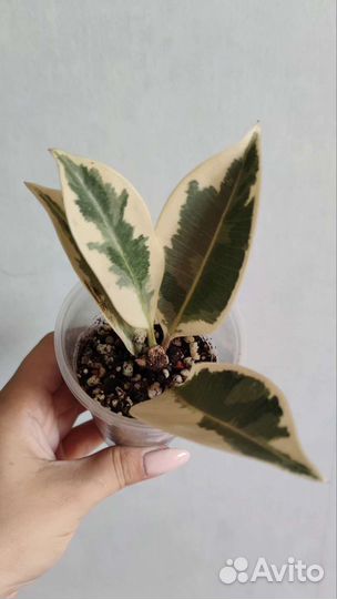 Фикус Мелани вариегатная,Шривериана