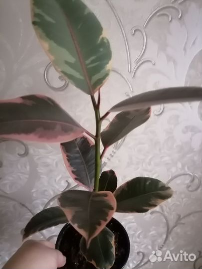 Фикусы сортовые